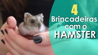 Maneiras de brincar com seu hamster [upl. by Les]