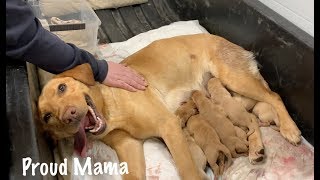 Puppies Being Born Natural Birth Highlights from Our Dogs First Litter [upl. by Rahm]