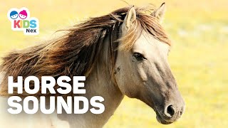 Animal Sounds for Kids  Horse sounds Neigh [upl. by Arym878]