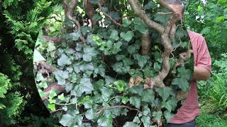 English ivy Hedera helix  Plant Identification [upl. by Bronnie]