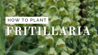 Fritillaria Planting Tutorial [upl. by Prisca359]