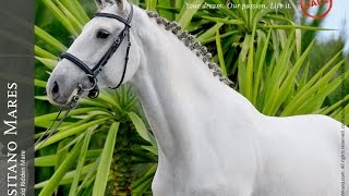 For Sale  Jumping Lusitano Mare REF233 [upl. by Imhsar]