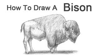 How to Draw a Bison Buffalo [upl. by Faruq]