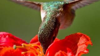 Hand feeding hummingbirds  Raw Video [upl. by Olegnaid]