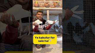 Ye kabutar for sale hai🕊️ petlover minivlog pigeonvlogger pigeon kabutarvlog kabutar viral [upl. by Noyerb]