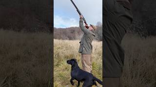 Driven Shooting with Labrador Retriever Gundog shotgun dog [upl. by Ahtnamys488]