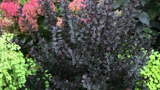 Proven Winners® Gardener Channel Proven Winners® MustHave Shrubs [upl. by Jocelyn809]