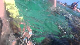 Ocho Rios  Snorkelling on Dunns River Falls Tour [upl. by Gainor]