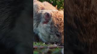 Wombats  Do wombats make good pets  Marsupials Native to Australia [upl. by Sset]