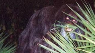 Best of Bigfoot Podcasts Clip 9 [upl. by Manthei480]