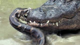 Python vs Alligator 09  Real Fight  Python attacks Alligator [upl. by Yebloc]