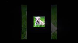 Neapolitan Mastiff  neapolitanmastiff edit template [upl. by Alithia301]