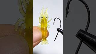 Tips for using shrimp for fishing fishing fishinglife [upl. by Coriss]