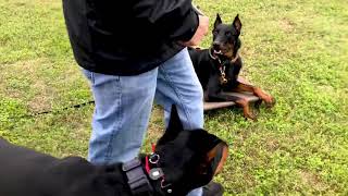 Beauceron and Doberman Obedience Training [upl. by Dolly]