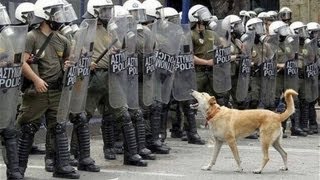 O Cão anarquista da Grécia [upl. by Gaultiero]