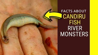 Candiru Fish river monsters Amazing facts about Candiru Fish feedingsize and life cycle for kids [upl. by Akeit98]