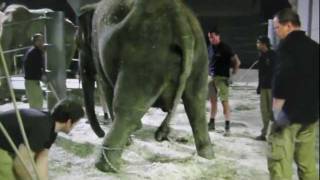 Baby elephant born  Munich Zoo Hellabrunn 652011  Elefantengeburt in München [upl. by Dillon]