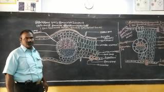 Botany dicotyledon leaf internal structure [upl. by Ralston]