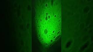 Laser microscope with the help of water drops shorts [upl. by Dulcine432]