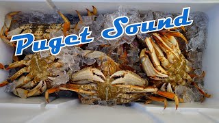 Puget Sound Winter Crabbing [upl. by Kimball544]