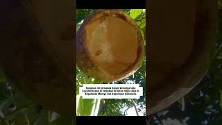 Alsomitra Macrocarpa cucumber plants plant java jungle seeds distribution shortvideo shorts [upl. by Tremann654]