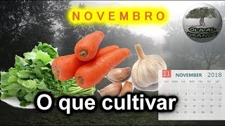 Saiba o que cultivar na sua horta em NOVEMBRO [upl. by Weir]