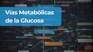 ¿Qué pasa con la glucosa en nuestro cuerpo [upl. by Modla]