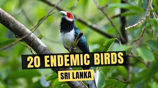 20 Endemic Birds of Sri Lanka [upl. by Coleville]