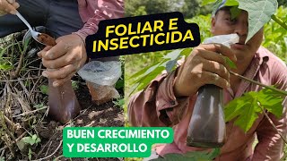 Foliar e Insecticida para plantas de Papaya buen Crecimiento y Saludable sin Plagas [upl. by Prakash]