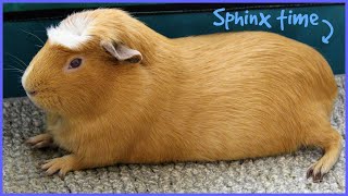 A wheek in the life of a guinea pig 2021 Week 33 [upl. by Liebermann]