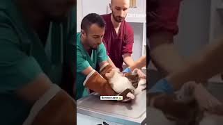 Так неловко попался 🥲😿 юмор смех прикол животные animal рекомендации рецепт мультик пахан [upl. by Aitnom135]