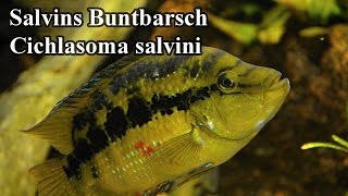 Salvins Buntbarsch  Cichlasoma salvini ZOO Leipzig Aquarium [upl. by Eanom]