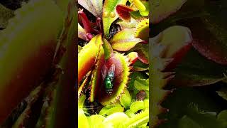 Venus Fly Trap massive bite 🤪 [upl. by Ornie396]