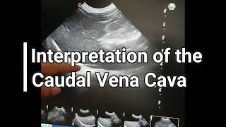 Vet Emergency Ultrasound Interpretation of the Caudal Vena Cava [upl. by Catharine]