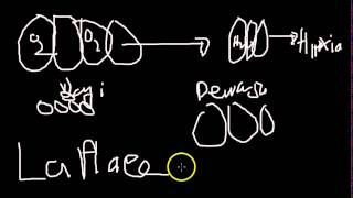 Surfactant alveoli [upl. by Uaeb296]