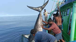 200கிலோ மார்லின் மீனை தண்ணில பாஞ்சி புடிச்சாச்சுDEEPSEA BLUE MARLIN FISH CATCHING LIVE [upl. by Olimac]