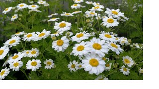 Feverfew plant Tanacetum parthenium care in the UK [upl. by Yornek]