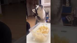 Siberian Huskey showing amazing reaction siberianhuskey dog huskylife dogtype [upl. by Moyers942]