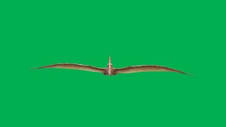 Pterodactyl Green Screen [upl. by Audrie558]