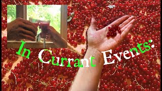 Red currants how to grow and harvest  recipes and facts [upl. by Stefa]