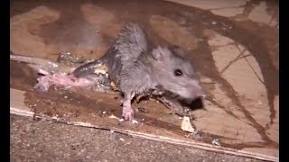 Prolifération de rats à Paris  la vidéo choc [upl. by Garrott332]