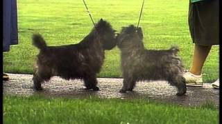 Cairn Terrier  AKC Dog Breed Series [upl. by Shorter]