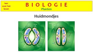 Biologie  Planten  Huidmondjes [upl. by Dinerman437]