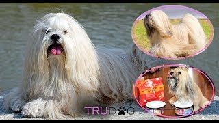 Ultimate Guide To Caring For Lhasa Apso [upl. by Aeresed]