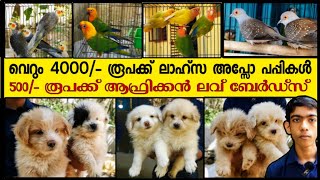 വെറും 4000രൂപക്ക് ലാഹ്‌സാ ആപ്സോ പപ്പികൾ  Cute Lhasa Apso Puppies at Lowest Price in Kerala dog [upl. by Angell913]