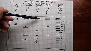 Ejercicio digestión ADN y gel de agarosa [upl. by Yukio]