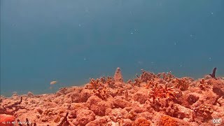 Coral City Camera  One Year Staghorn Coral Growth Timelapse  62820216282022 [upl. by Nonnek]