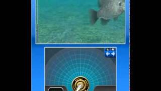 Fish Eyes 3D Video [upl. by Campball760]