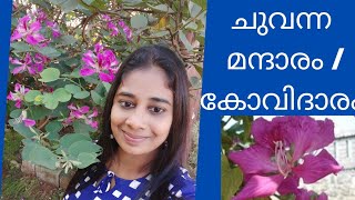 ചുവന്ന മന്ദാരം കോവിദാരം Mandharam care malayalam  Buhinia purpurea [upl. by Nae873]