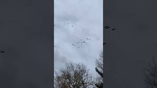 Canada geese on November 1st geese wildlife canadiangeese [upl. by Rudolfo]